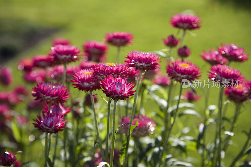 长青菊(Bracteantha bracteata)